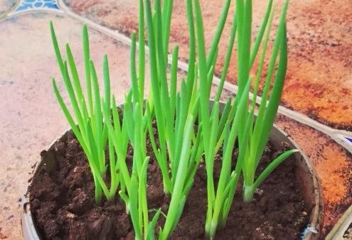 DIY – Kitchen Garden With The Toddler