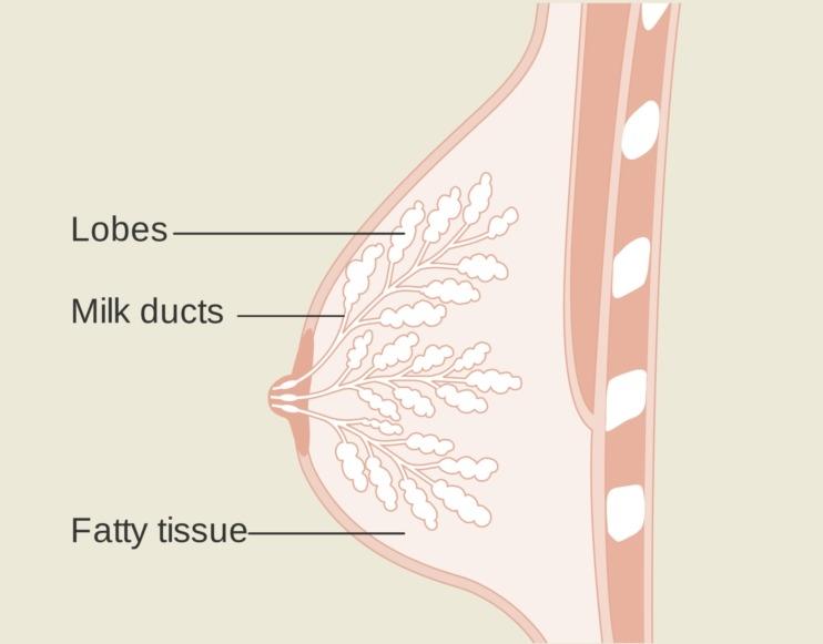 Blocked Milk Ducts: Natural Remedies That Help