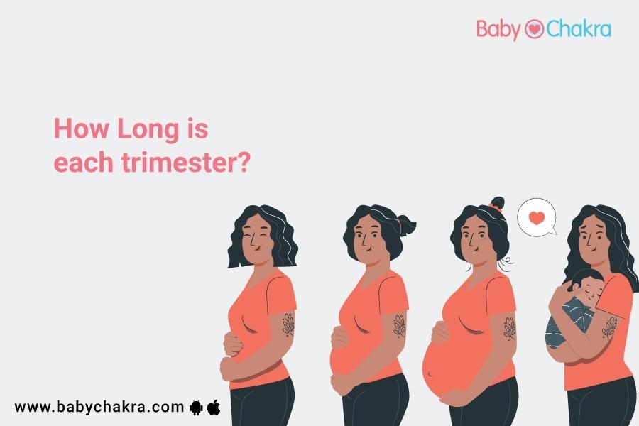 How Long Is Each Trimester?