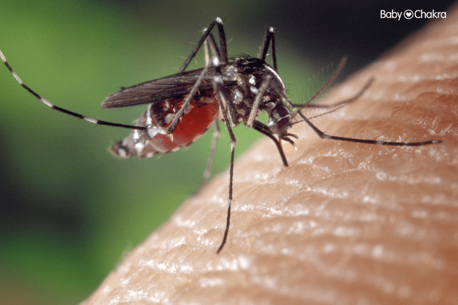 11 Easy Organic Methods To Get Rid Of Mosquitoes At Home