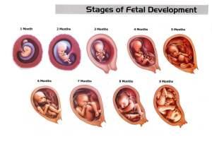 Embryo To Foetus Everything Your Baby Is