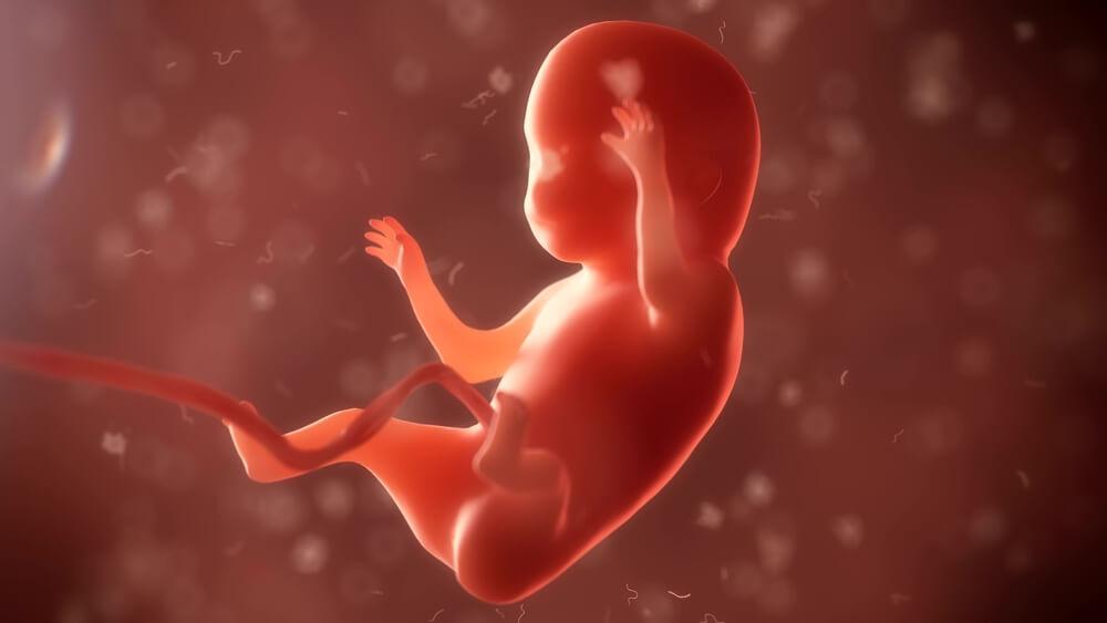 10 Things Babies Learn In The Womb Xyz