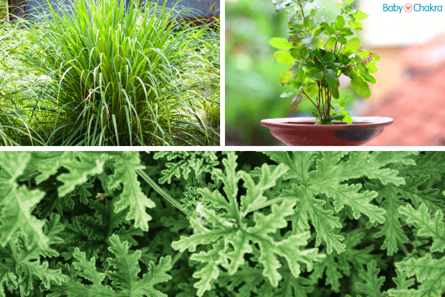 5 Indoor Plants That Keep Mosquitoes Away During Monsoons