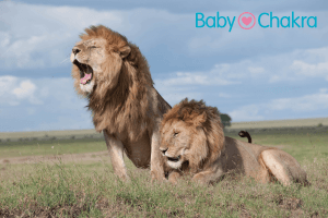 40+ Feisty Lion Baby Names For Girls And Boys
