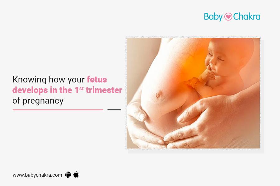 Knowing How Your Fetus Develops In The 1st Trimester Of Pregnancy